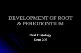 Development of Root um