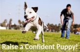 Puppy Class #1 How to Raise a Confident Puppy