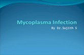 Mycoplasma infection