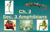 6th Grade Ch. 3 Sec. 3 Amphibians
