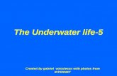 The underwater life 5