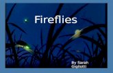 Firefly story