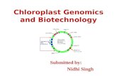 Chloroplast genomics and biotechnology