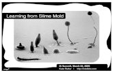 Lessons from Slime Mold [IA Summit, April 2009]