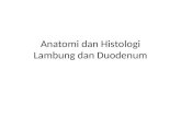 Anatomi Dan Histologi Lambung Dan Duodenum