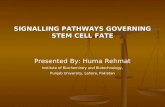 Signalling Pathways Governing Stem Cell Fate