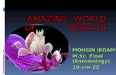 Amazing Insects [Autosaved] Mohsin