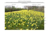 Daffodils Poetry Analysis Frame