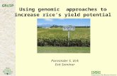 Using genomic approaches to increase rice’s yield potential