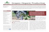 Grapes Organic Production