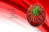 Welcome to the world of lobsters