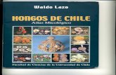 Hongos de Chile - Waldo Lazo.pdf