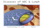 Diseases Of Wbc