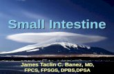 Small Intestine Ii