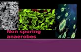 Non sporing anaerobes-Microbiology