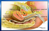 8511479 CITOLOGIA Atlas Citologia Cervicoganal