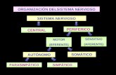 Medicina - Fisiologia. Sistema Nervioso Autonomo