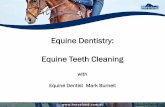 Equine Dentistry: Equine Teeth Cleaning with Equine Dentist Mark Burnell