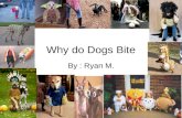 Why Do Dogs Bite