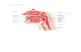 40529693 Anatomi ESOFAGUS Pharinx by Ssl