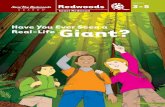 Grades 3 5 - have you ever seen a real-life giant