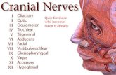 Neurology ppt presentation -  nerves- location innervation myotmes dermatomes etc