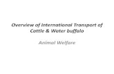 Overview of international transport of cattle and water buffalo: animal welfare