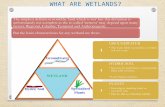 Wetlands-classification, Intertidal zone-study in flora and Fauna