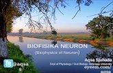II Faal Biofisika Neuron 2013 8-3-2013