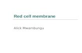 RBC Membrane