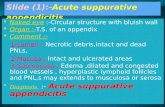 Practical dr magdy all slides