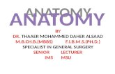Anatomy pectoral arm02122010