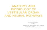 Anatomy and Physiology of Vestibular Organ and Neural