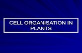 2.4 Cell Organisation in Plants