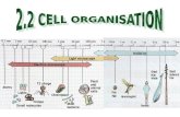 2.1 Cell Organisation