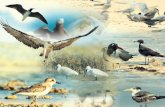 ورقة علمية: الطيور البحرية لمنطقة تبوك