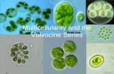 [BIO] 02 - Origin of Multicellularity (Calsado)