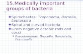 15.Medically Important Groups of Bacteria