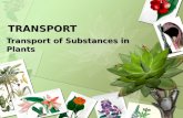 The Transport of Substances in Plants