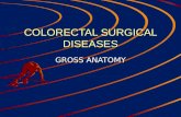 Powerpoint: colorectal surgical diseases