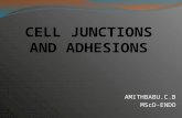Cell Junctions and Adhesions