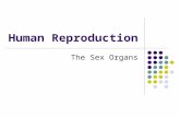 Human Reproduction   Sex Organs