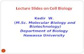 The Cell Lecture Slides