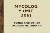 Chap 7 fungi and other organism (human)