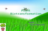 presentation Plant Biotransformation