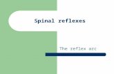 Spinal Reflexes