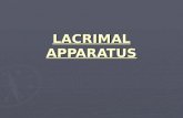 (c) LACRIMAL APPARATUS