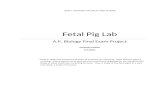 Fetal Pig Lab
