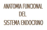 Anatomia Funcional Del Sistema Endocrino