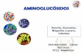 Expo Aminoglucosidos